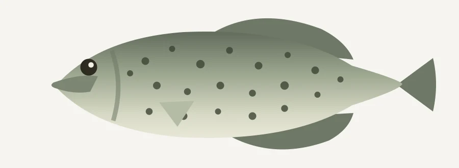 Black crappie illustration
