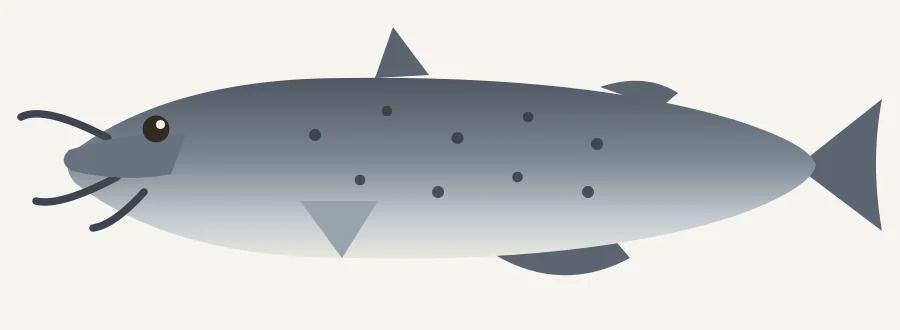 Channel catfish illustration