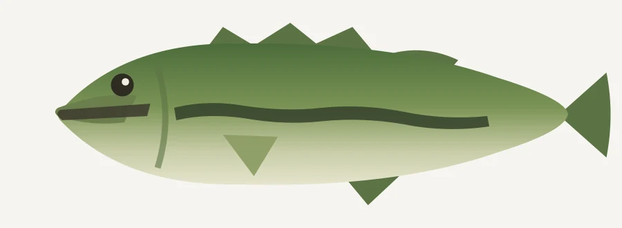 Largemouth bass illustration