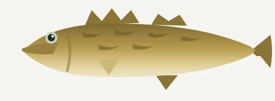 Walleye illustration